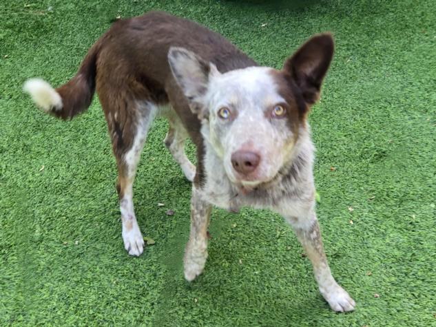 adoptable Dog in Van Nuys, CA named NORIE