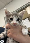adoptable Cat in Van Nuys, CA named VICTOR