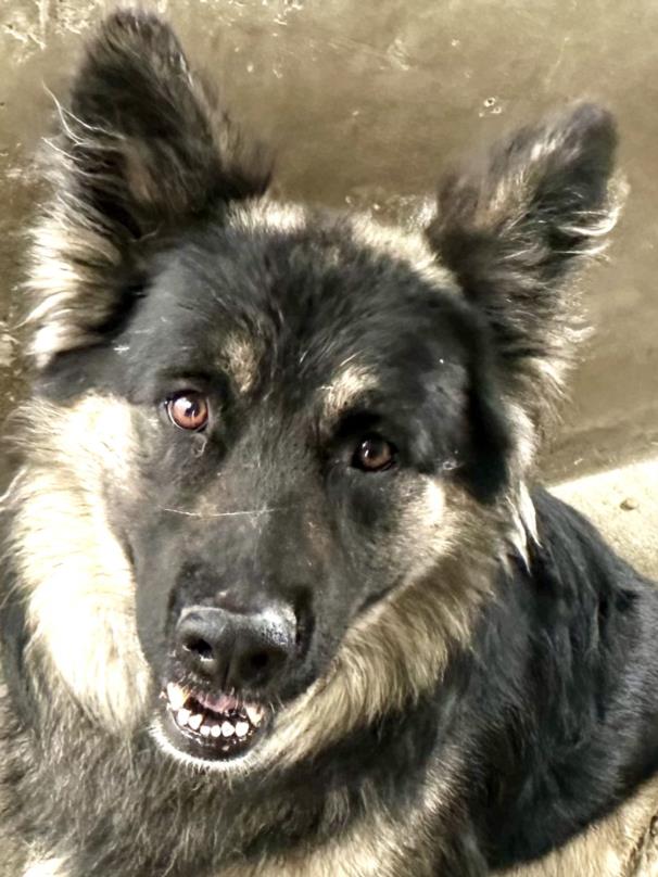 adoptable Dog in Van Nuys, CA named REGGIE