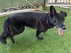 adoptable Dog in Van Nuys, CA named WHYNN