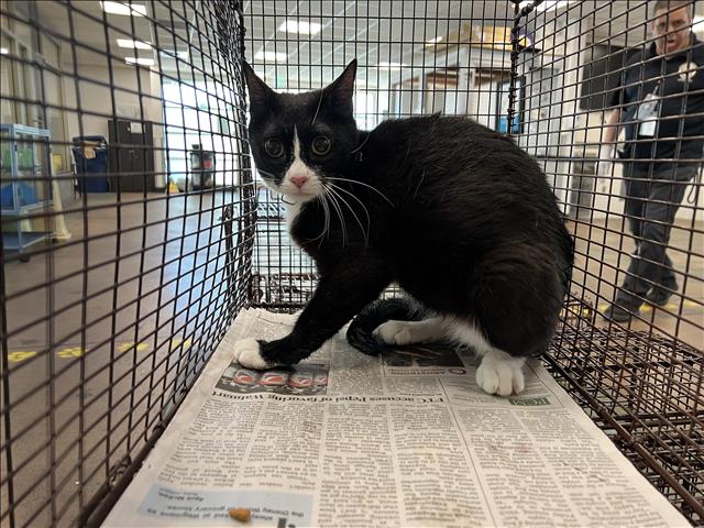 adoptable Cat in Van Nuys, CA named GATO 1