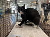 adoptable Cat in Van Nuys, CA named GATO 1