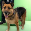adoptable Dog in Van Nuys, CA named KRATOS