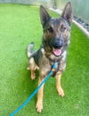 adoptable Dog in Van Nuys, CA named LOBO