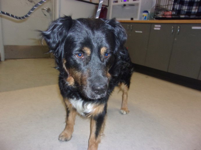 adoptable Dog in Van Nuys, CA named GRANT