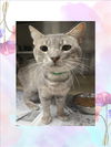 adoptable Cat in Van Nuys, CA named COCOPUFF