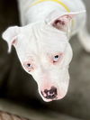 adoptable Dog in  named KONA