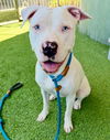 adoptable Dog in  named KONA