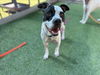 adoptable Dog in Van Nuys, CA named DINO