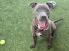 adoptable Dog in  named PABLO
