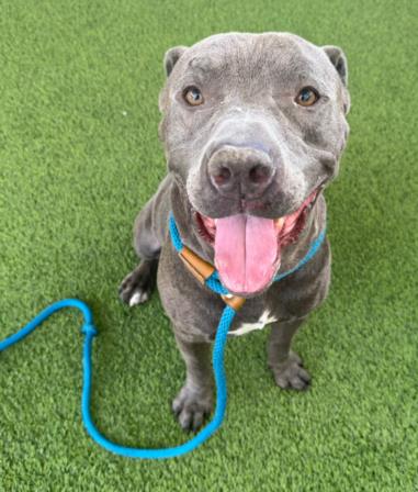 adoptable Dog in Van Nuys, CA named PABLO