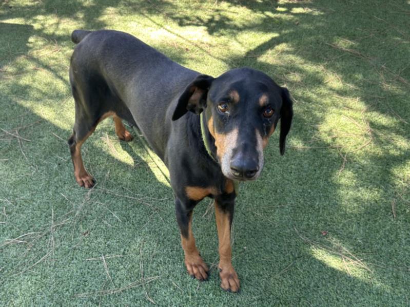 adoptable Dog in Van Nuys, CA named MANNY