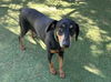 adoptable Dog in  named MANNY