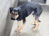 adoptable Dog in Van Nuys, CA named MANOLO