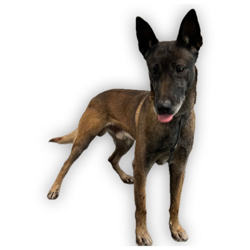 adoptable Dog in Van Nuys, CA named FRANK