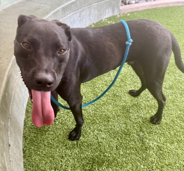 adoptable Dog in Van Nuys, CA named NUEVE