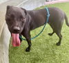 adoptable Dog in Van Nuys, CA named NUEVE