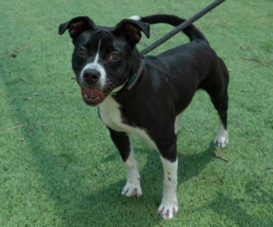 adoptable Dog in Van Nuys, CA named SANDRA DEE