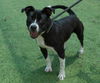 adoptable Dog in  named SANDRA DEE