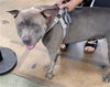 adoptable Dog in Van Nuys, CA named ONYX