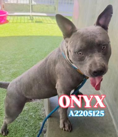 adoptable Dog in Van Nuys, CA named ONYX