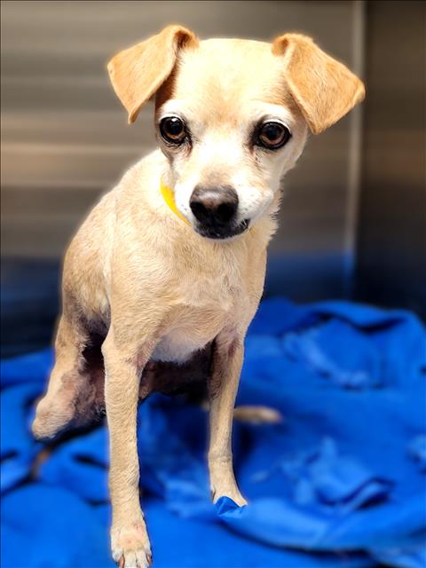 adoptable Dog in Van Nuys, CA named SIMBA