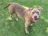 adoptable Dog in  named ZENA
