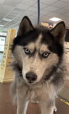 adoptable Dog in Van Nuys, CA named MOI