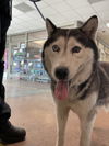 adoptable Dog in Van Nuys, CA named LONNIE