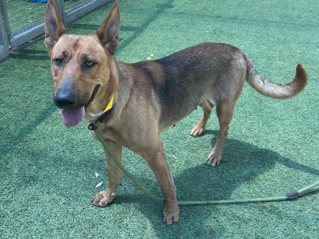 adoptable Dog in Van Nuys, CA named RAFFI