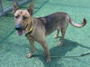 adoptable Dog in Van Nuys, CA named RAFFI