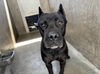 adoptable Dog in Van Nuys, CA named XICA