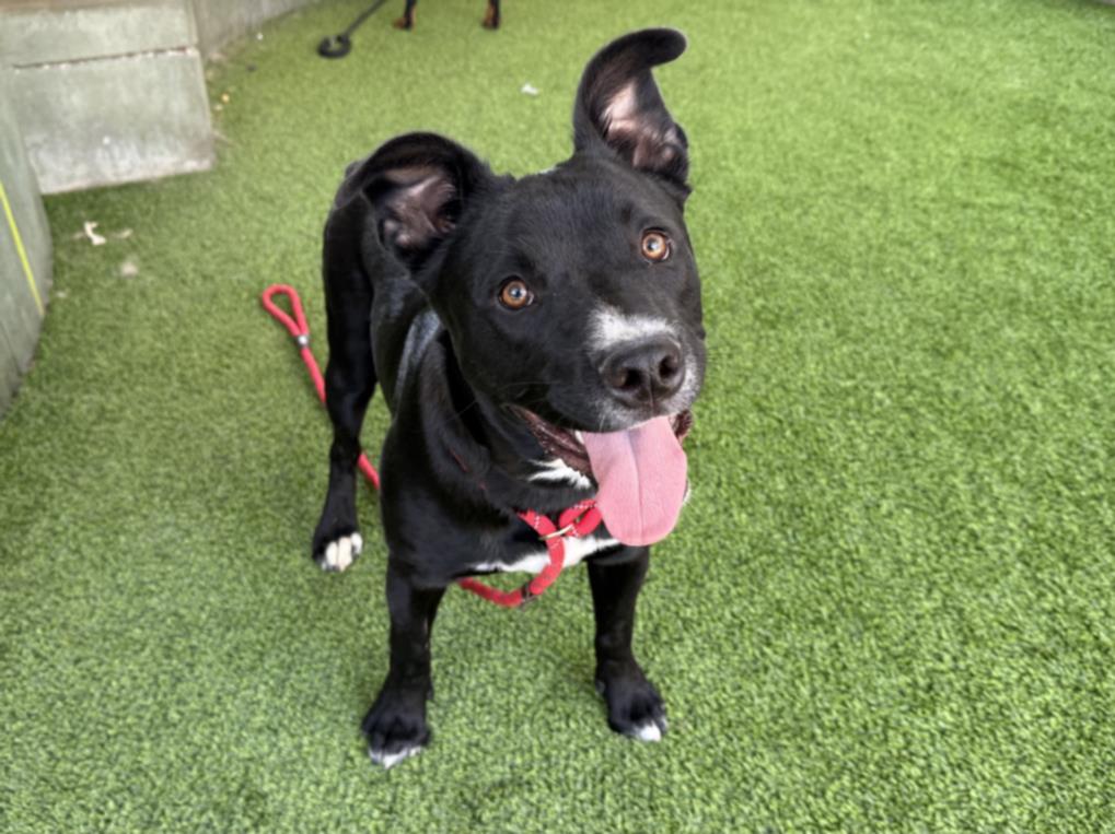 adoptable Dog in Van Nuys, CA named JORDAN