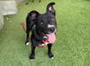 adoptable Dog in Van Nuys, CA named JORDAN