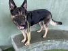 adoptable Dog in Van Nuys, CA named RUBY