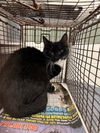 adoptable Cat in Van Nuys, CA named SKITTLES