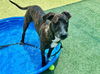 adoptable Dog in  named MIA