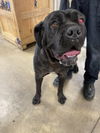 adoptable Dog in  named MONA