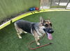 adoptable Dog in van nuys, CA named ARTURO