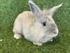 adoptable Rabbit in  named USHER