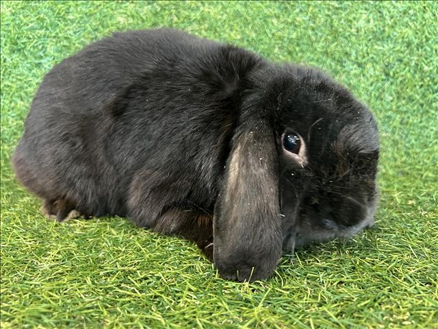 adoptable Rabbit in Van Nuys, CA named FOXY