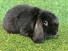 adoptable Rabbit in  named FOXY