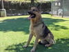 adoptable Dog in Van Nuys, CA named HEINZ