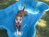 adoptable Dog in  named TOBY