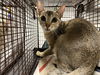 adoptable Cat in  named THING 1
