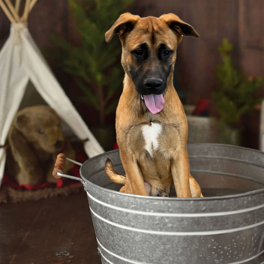 adoptable Dog in Van Nuys, CA named ROOKIE
