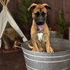 adoptable Dog in Van Nuys, CA named ROOKIE