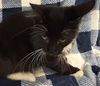 adoptable Cat in Van Nuys, CA named WALLY