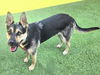 adoptable Dog in Van Nuys, CA named HUNTER