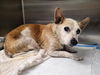 adoptable Dog in van nuys, CA named BARNEY